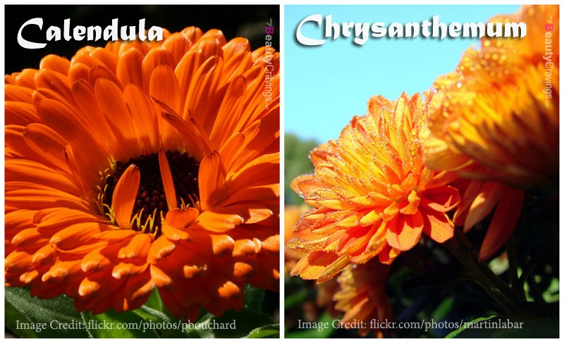 Calendula vs Chrysanthemum