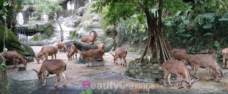 Taipei Zoo