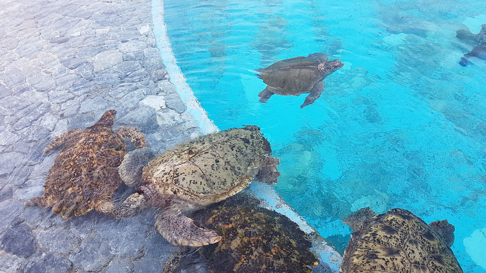 Okinawa Sea Turtle Pool