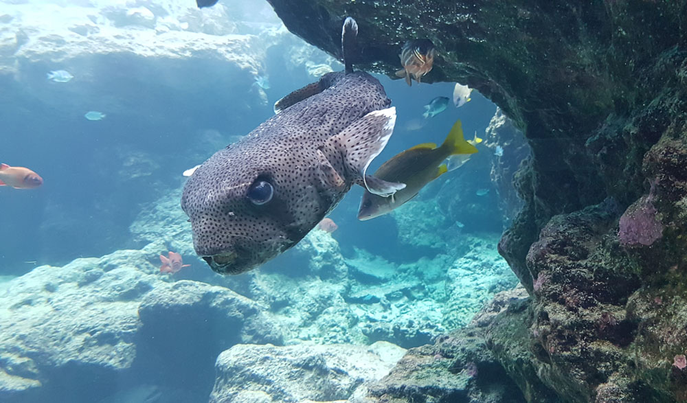 Okinawa Chuarumi Aquarium