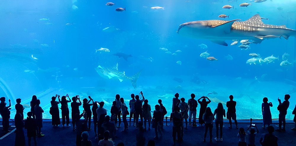 Okinawa Aquarium Whale Shark