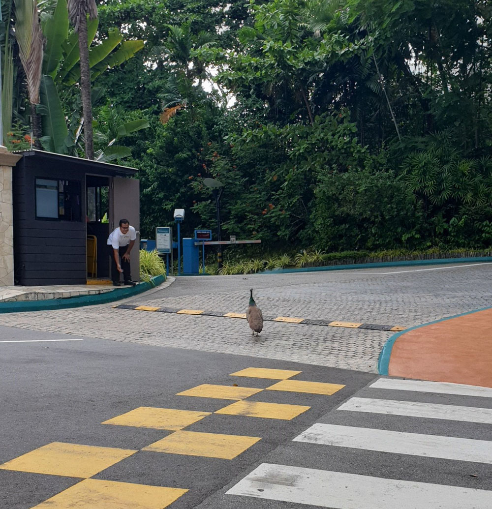 Phoenix in Sentosa