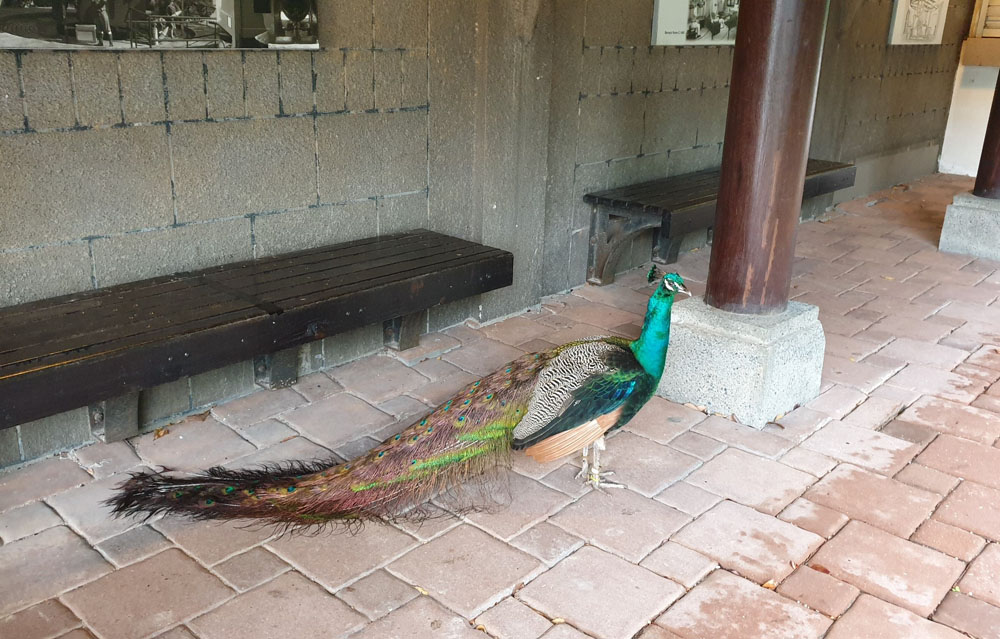 Phoenix in Sentosa