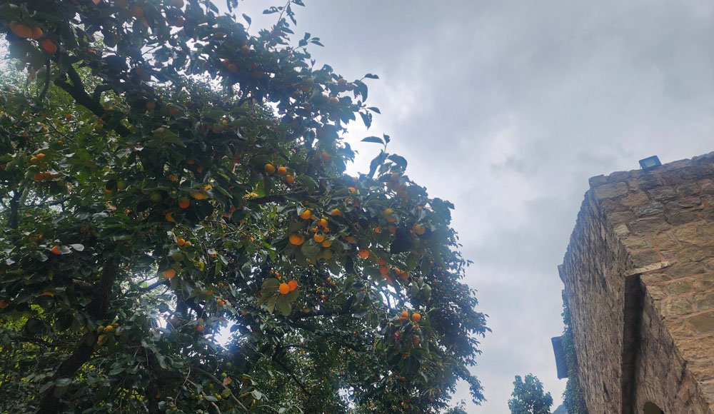 Persimmon in Mount Yun China